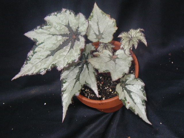 B. ‘Marcus Auralius’